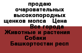 продаю очаровательных высокопородных щенков мопса › Цена ­ 20 000 - Все города Животные и растения » Собаки   . Башкортостан респ.